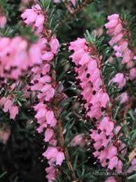 Attēlu rezultāti vaicājumam “Erica x darleyensis flower”