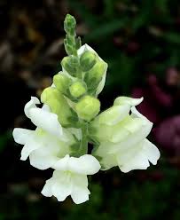 Attēlu rezultāti vaicājumam “Antirrhinum majus leaf”