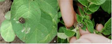 Attēlu rezultāti vaicājumam “Lygus pratensis imago”