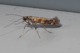 Attēlu rezultāti vaicājumam “Gracillaria syringella imago”