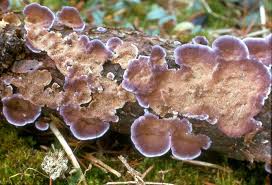 Attēlu rezultāti vaicājumam “Trichaptum abietinum”