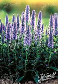 Attēlu rezultāti vaicājumam “Veronica spicata fruit”