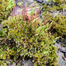 Attēlu rezultāti vaicājumam “Pohlia nutans”