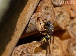 Attēlu rezultāti vaicājumam “Ancistrocerus sp.”