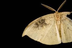 Attēlu rezultāti vaicājumam “Geometridae”