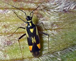 Attēlu rezultāti vaicājumam “Grypocoris sexguttatus imago”