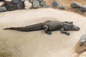 Image result for Alligator mississippiensis