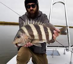 Image result for Archosargus probatocephalus