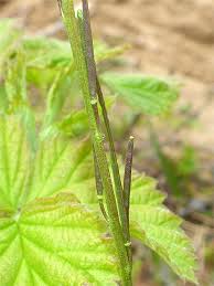 Attēlu rezultāti vaicājumam “Arabis hirsuta fruit”