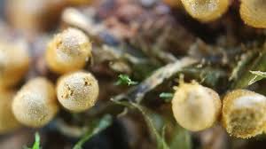 Attēlu rezultāti vaicājumam “Trichia, Hemitrichia sp.”