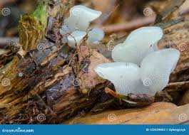 Attēlu rezultāti vaicājumam “Pseudohydnum gelatinosum”