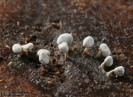 Attēlu rezultāti vaicājumam “Physarum obscurum sessile”