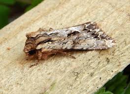 Attēlu rezultāti vaicājumam “Apamea monoglypha”