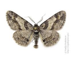 Attēlu rezultāti vaicājumam “Cleora cinctaria”