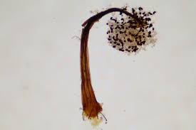 Attēlu rezultāti vaicājumam “Cribraria microcarpa”