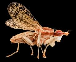 Attēlu rezultāti vaicājumam “Trypetoptera punctulata”