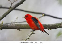 Image result for Piranga olivacea