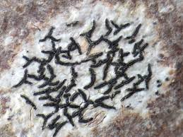 Attēlu rezultāti vaicājumam “Opegrapha atra”