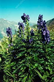 Image result for Aconitum napellus