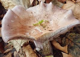 Attēlu rezultāti vaicājumam “Lepista nuda”