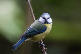 Image result for Cyanistes caeruleus