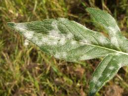Attēlu rezultāti vaicājumam “Erysiphe galeopsidis”