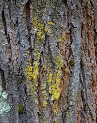 Attēlu rezultāti vaicājumam “Xanthoria candelaria”