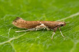 Attēlu rezultāti vaicājumam “Gracillaria syringella imago”