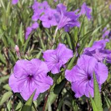 Image result for Petunia