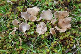 Attēlu rezultāti vaicājumam “Arrhenia spatulata”