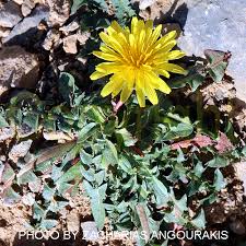 Attēlu rezultāti vaicājumam “Taraxacum suecicum”