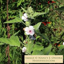 Image result for Althaea officinalis