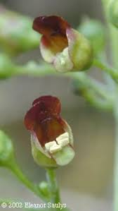Attēlu rezultāti vaicājumam “Scrophularia nodosa flower”