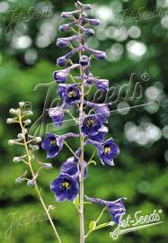 Attēlu rezultāti vaicājumam “Delphinium elatum  fruit”