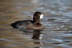 Image result for Aythya marila