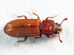 Attēlu rezultāti vaicājumam “Zopheridae”