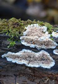 Attēlu rezultāti vaicājumam “Mycoacia fuscoatra”