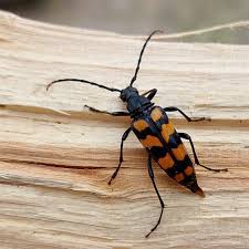 Attēlu rezultāti vaicājumam “Leptura quadrifasciata”