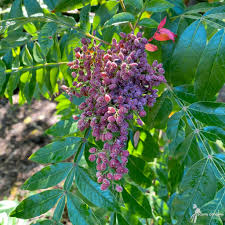 Attēlu rezultāti vaicājumam “Trifolium spadiceum fruit”
