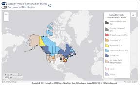 Attēlu rezultāti vaicājumam “Cinna latifolia fruit”