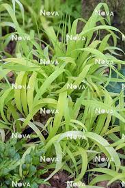 Attēlu rezultāti vaicājumam “Milium effusum”