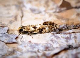 Attēlu rezultāti vaicājumam “Nemapogon cloacella”