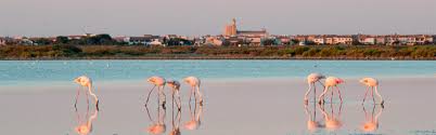 Image result for parque natural de camargue