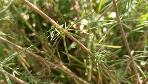 Attēlu rezultāti vaicājumam “Galium verum leaf”