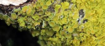 Attēlu rezultāti vaicājumam “Xanthoria polycarpa”