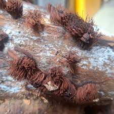 Attēlu rezultāti vaicājumam “Stemonitis lignicola spores”