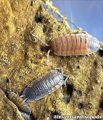 Attēlu rezultāti vaicājumam “Porcellio scaber”