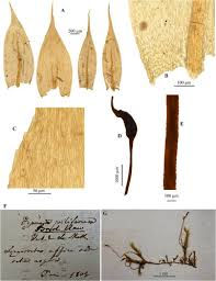 Attēlu rezultāti vaicājumam “Sciuro-hypnum populeum sporophyte”