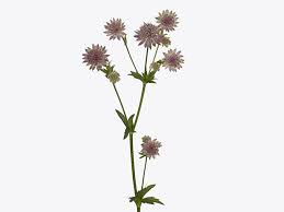Image result for Astrantia majon `Abbey Road`