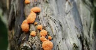 Attēlu rezultāti vaicājumam “Dictydiaethalium plumbeum”